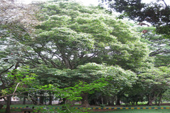 Canarium vulgare